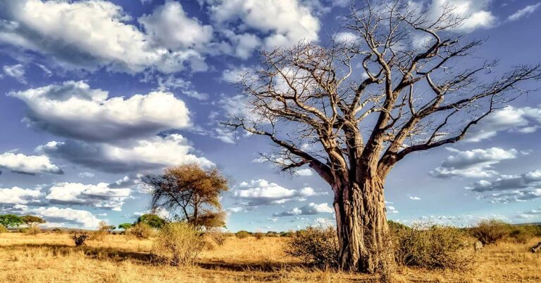 Ausweitung Ihrer Geschäftstätigkeit in Afrika