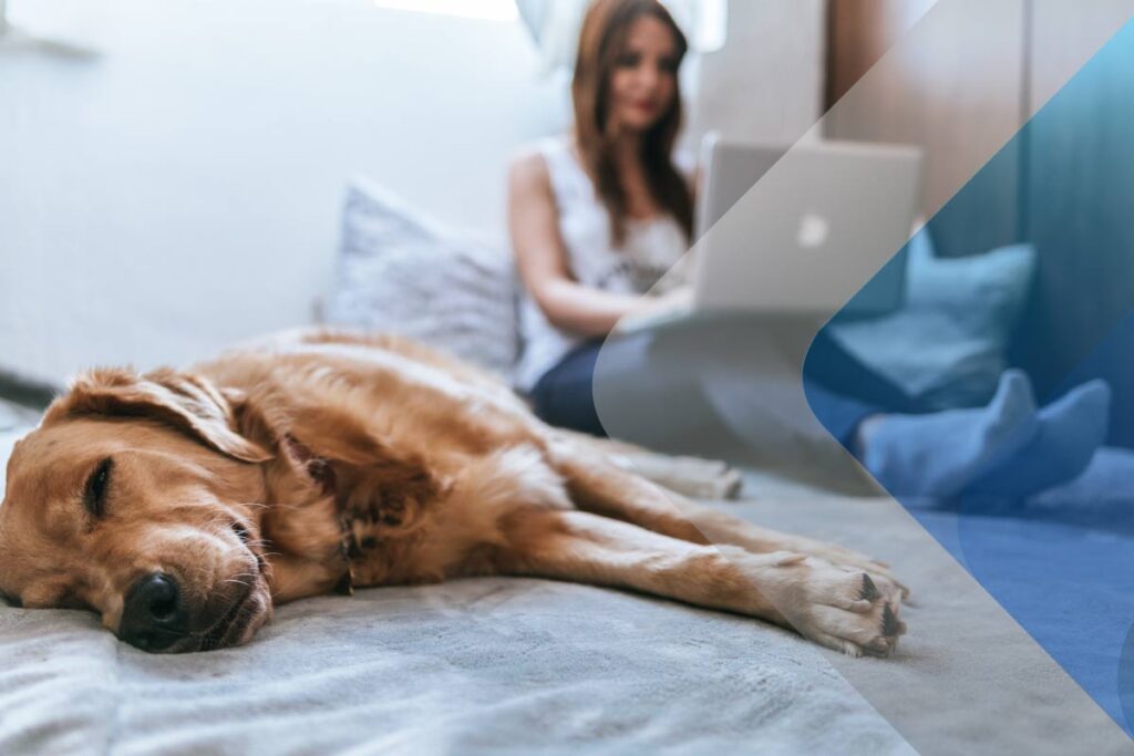 Stock image of a remote worker with their pet to accompany article on examples of empotional salary 